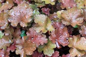 Heuchera
